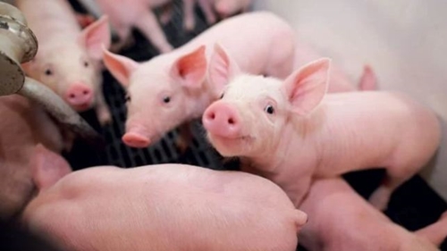 Giá lợn hơi hôm nay (14-5): Vọt lên mức 67.000 đồng/kg